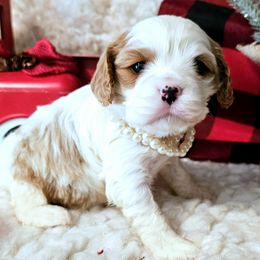 Snowflake - Blenheim female Cavalier King Charles Spaniel puppy in Marshfield, Missouri from Puppyloversplace
