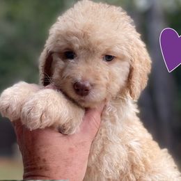 Purple Collar - Apricot female Goldendoodle puppy in Ringgold, Georgia from Sweet B’s Goldendoodles