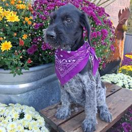 Girl 3 - Black and white female German Wirehaired Pointer puppy in Potosi, Wisconsin from Point and Flush Gun Dogs