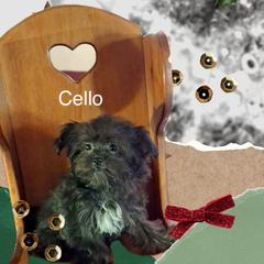 Cello - Black male Mi-Ki puppy in Toronto, Ohio from Shekinah’s Mi-Kis & Cricket Hill’s Westies