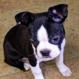 Boston Terrier Puppies from Bagosy's Boston Terriers 6