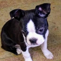 Boston Terrier Puppies from Bagosy's Boston Terriers 6