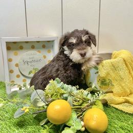 Andros - Liver male Miniature Schnauzer puppy in Huntington, Utah from Schnauzers on Robinson Lane