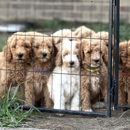 Poodles from Fields Poodles
