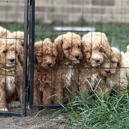 Poodles from Fields Poodles
