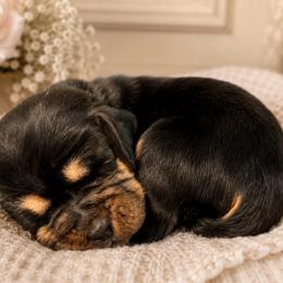 Pink collar - Black brown and white female Basset Hound puppy in Edmonton, Kentucky from RiverBottom Bassets