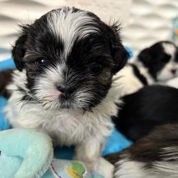 Linus - Brindle and white male Shih Tzu puppy in Springboro, Ohio from Shih Tzus of Springboro LLC.