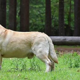 Labrador Retrievers from Deborah Weinman