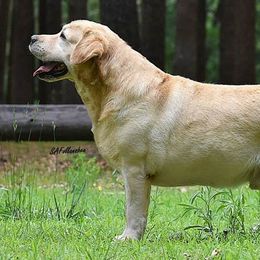 Labrador Retrievers from Deborah Weinman