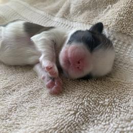 Shih Tzu Puppies from Willow Lane Shih Tzus