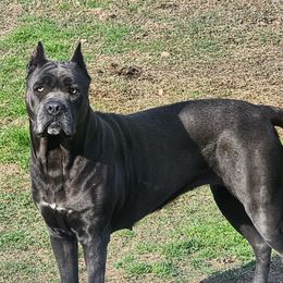 CALLE - Cane Corso