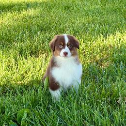 Patsy - Red tri-color female Miniature American Shepherd puppy in Hillsboro, Kentucky from Kidd’s Miniature American Shepherds