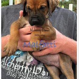 Malfatti - Fawn male Great Dane puppy in Medford, New York from Alchemy Danes