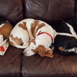 Basset Hounds from Blooming Basset