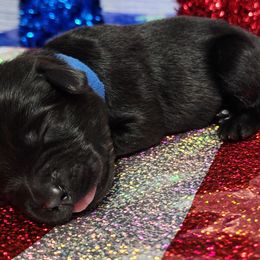 Labrador Retriever Puppies from Steele Caliber Retrievers