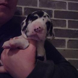 Blue Boy - Harlequin male Great Dane puppy in Gig Harbor, Washington from Lakaya Danes