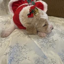 Daisy - Parti female Poodle puppy in Mobile, Alabama from Semmy’s Standard Poodle LLC