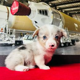 Athena - Blue merle and white female American Corgi puppy in Cocoa, Florida from Cascadian Space Coast Corgis LLC