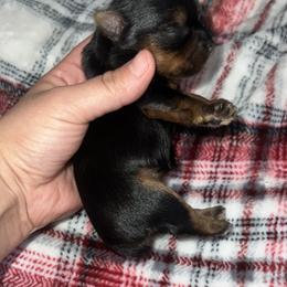 Yorkshire Terrier Puppies from Heaven_sent_toy_yorkies
