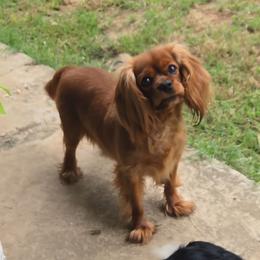 Briar Rose - Cavalier King Charles Spaniel