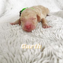 Boy 2 - Goldendoodle puppy in Parkersburg, West Virginia from Moore Pups the Merrier