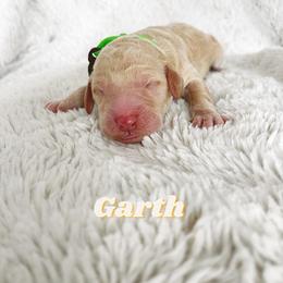 Boy 2 - Goldendoodle puppy in Parkersburg, West Virginia from Moore Pups the Merrier
