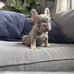 Male brown - male French Bulldog puppy in Bolingbrook, Illinois from Yara the Frenchie
