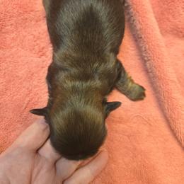 Sage - Tricolor male Shih Tzu puppy in Normal, Illinois from Happy Shih Tzu Homes