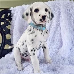 Breaking Benjamin - White and black male Dalmatian puppy in Gray, Georgia from Fuller Spots