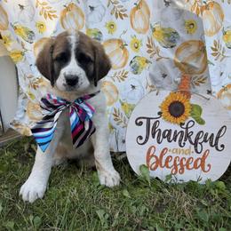Haze - Brown and white female Saint Berdoodle puppy in Traverse City, Michigan from Bare Paws Saint Berdoodles