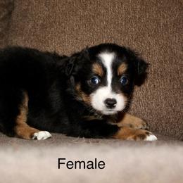 Black Tri female - Black tri female Miniature Australian Shepherd puppy in Redding, California from Lavish Luxuries Mini and Toy Australian Shepherds