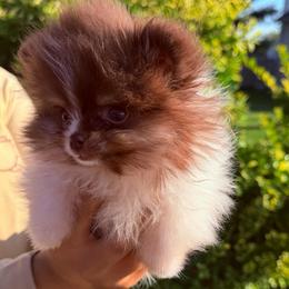 Tiny Boss - Chocolate parti male Pomeranian puppy in Waterloo, Indiana from Garcias Pomeranian