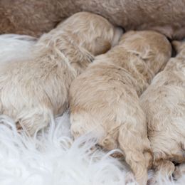 Maltipoo, Shichon, and Shihpoo Puppies from Timbercreek Puppies