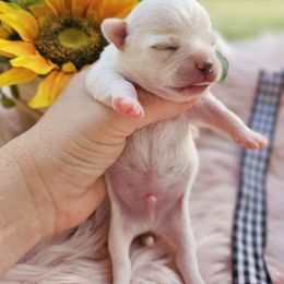 Chihuahua Puppies from Pretty Little Chis
