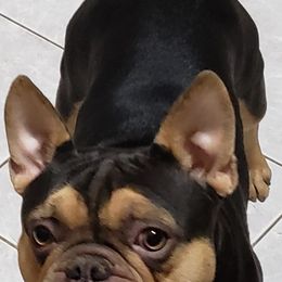 French Bulldog and Shih Tzu All Grown Up from Lynne's Frenchie Tzu