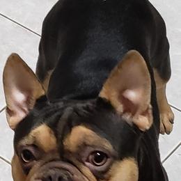 French Bulldog and Shih Tzu All Grown Up from Lynne's Frenchie Tzu
