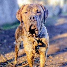 Molosser (Bully x) Puppies from Riot River Mastiffs