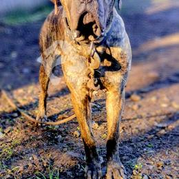 Molosser (Bully x) Puppies from Riot River Mastiffs