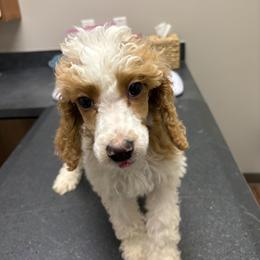Red boy - Parti male Poodle puppy in Nolensville, Tennessee from White Willow Poodles