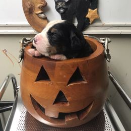 Boy 3 - Black rust and white male Bernese Mountain Dog puppy in Carlotta, California from Aunt-T’s Australian Shepherds
