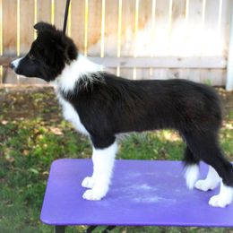 Border Collie Puppies from Element Border Collies
