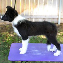 Border Collie Puppies from Element Border Collies