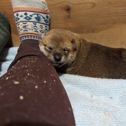 Shiba Inu Puppies from Cornerpost Shiba Inus