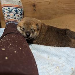 Shiba Inu Puppies from Cornerpost Shiba Inus