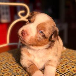 Daisy - Red merle female Miniature Australian Shepherd puppy in Buchanan, Georgia from Stanleyville Farm Mini Aussies