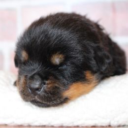 Green boy - Black and mahogany female Rottweiler puppy in Auburn, California from Vom Haus Flores
