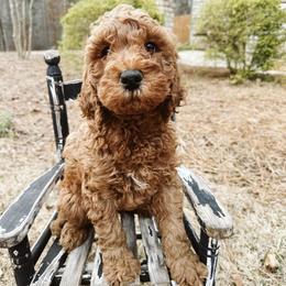 Goldendoodles from Mother of Golden Doodles