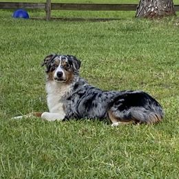 Ellie - Australian Shepherd