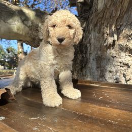 MAUNA - Cream female Goldendoodle puppy in Fruitland Park, Florida from Mount Doodles