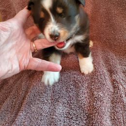 Shetland Sheepdog Puppies from Hawks Acres Shetland Sheepdogs